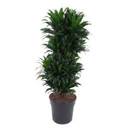 Dracaena Compacta Vertakt P27 (22249)