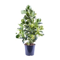 Clusia Rosea White Star (12628)