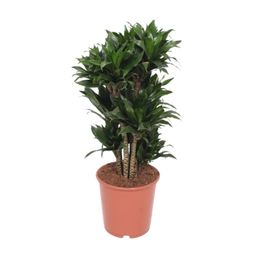 Dracaena Compacta (11037)