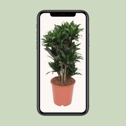 Dracaena Compacta (11037)