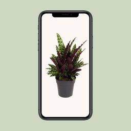 Calathea Lancifolia (12097)