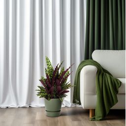 Calathea Lancifolia (12097)