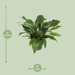 Anthurium Jungle Bush (12167)