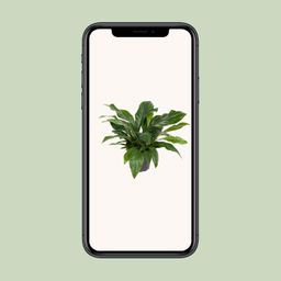 Anthurium Jungle Bush (12167)