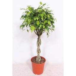 Ficus Exotica (10093)