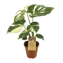 Monstera Thai Constellation (12952)