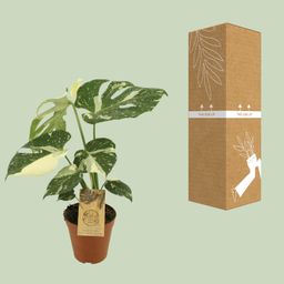 Monstera Thai Constellation (12952)