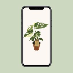 Monstera Thai Constellation (12952)
