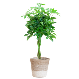 Schefflera Arab Nora met Mand Lissabon wit (08721042060297)
