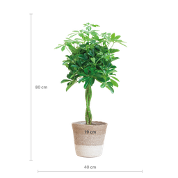 Schefflera Arab Nora met Mand Lissabon wit (08721042060297)