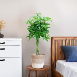 Schefflera Arab Nora met Mand Lissabon wit (08721042060297)