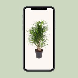 Dracaena Anita (12101)