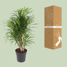 Dracaena Anita (12101)