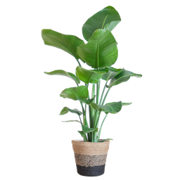 Strelitzia Nicolai met Lissabon mand zwart (8721042060242)
