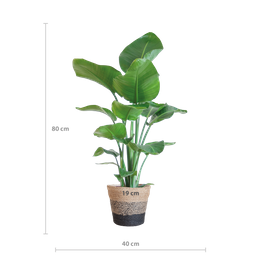 Strelitzia Nicolai met Lissabon mand zwart (8721042060242)
