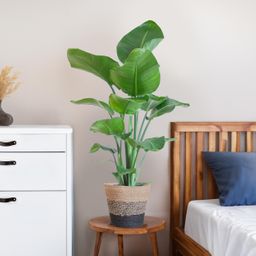 Strelitzia Nicolai met Lissabon mand zwart (8721042060242)