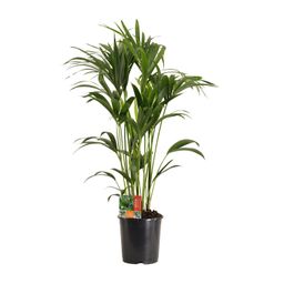 Howea Forsteriana (18057)