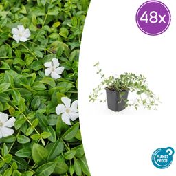 Garden basics 48x Vinca minor 'Gertrude Jekyll' - ↕10-25cm - Ø9cm (50634)