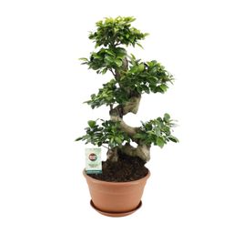 Ficus Ginseng (20639)