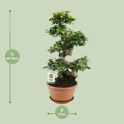 Ficus Ginseng (20639)