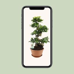 Ficus Ginseng (20639)