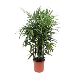 Rhapis Excelsa (10967)