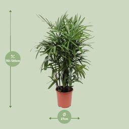 Rhapis Excelsa (10967)
