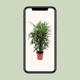 Rhapis Excelsa (10967)