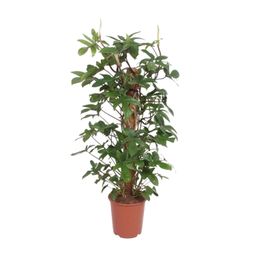 Philodendron Pedatum (11013)