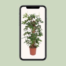 Philodendron Pedatum (11013)