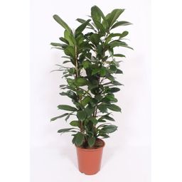 Ficus Cyathistipula (10195)