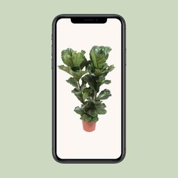 Ficus Lyrata (18252)