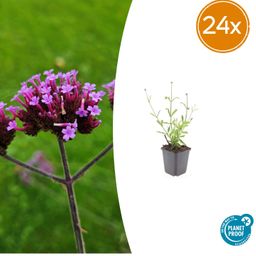 Garden basics 24x Verbena bon. 'Lollipop' - ↕10-25cm - Ø9cm (50604)