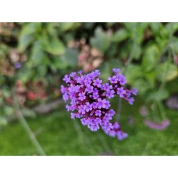 Garden basics 24x Verbena bon. 'Lollipop' - ↕10-25cm - Ø9cm (50604)