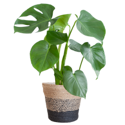 Monstera Deliciosa met Lissabon mand zwart (08721042060259)