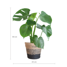 Monstera Deliciosa met Lissabon mand zwart (08721042060259)