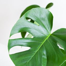 Monstera Deliciosa met Lissabon mand zwart (08721042060259)