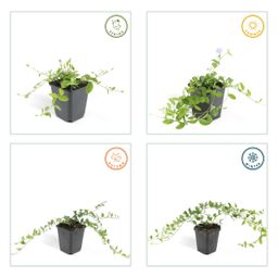 Garden basics 24x Vinca minor 'La Grave' - ↕10-25cm - Ø9cm (50635)