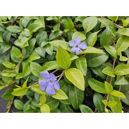 Garden basics 24x Vinca minor 'La Grave' - ↕10-25cm - Ø9cm (50635)