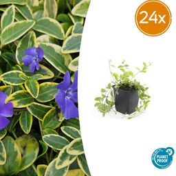 Garden basics 24x Vinca minor 'Aureovariegata' - ↕10-25cm - Ø9cm (50629)