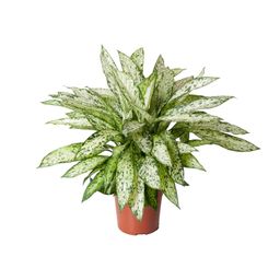 Dieffenbachia Vesuvius (12121)