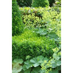 Garden basics 48x Buxus Sempervirens - ↕10-25cm - Ø9cm (50640)