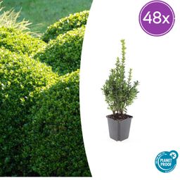 Garden basics 48x Buxus Sempervirens - ↕10-25cm - Ø9cm (50640)
