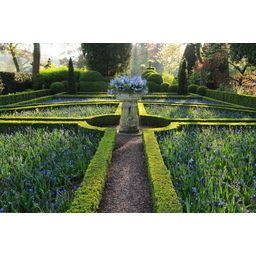 Garden basics 48x Buxus Sempervirens - ↕10-25cm - Ø9cm (50640)