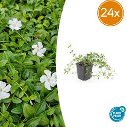 Garden basics 24x Vinca minor 'Gertrude Jekyll' - ↕10-25cm - Ø9cm (50633)