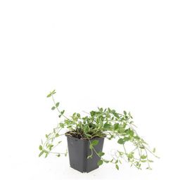 Garden basics 24x Vinca minor 'Gertrude Jekyll' - ↕10-25cm - Ø9cm (50633)