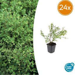 Garden basics 24x Symphoricarpos ch. 'Hancock' - ↕10-25cm - Ø9cm (50602)