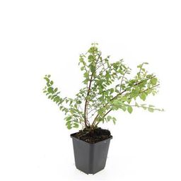 Garden basics 24x Symphoricarpos ch. 'Hancock' - ↕10-25cm - Ø9cm (50602)