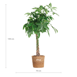 Pachira Aquatica XL met Torun mand (87210420628401)