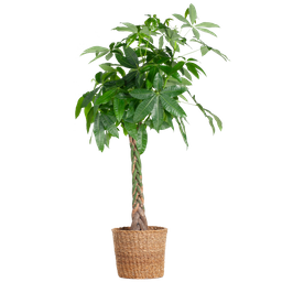 Pachira Aquatica XL met Torun mand (87210420628401)